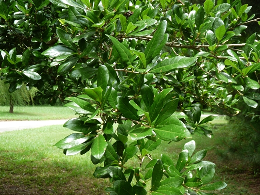 {Quercus virginiana}